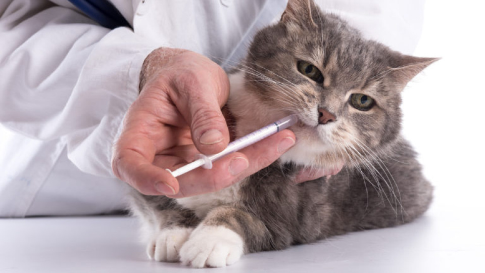 Vermifuge Pour Chat Pharmacie Des Drakkars