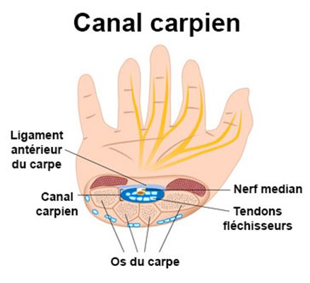 schéma du canal carpien